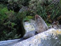 Albums/20060200-New Zealand 2006/20060211-Milford Sound/35